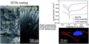 Graphical abstract: Fast formation of a novel bilayer coating with enhanced corrosion resistance and cytocompatibility on magnesium