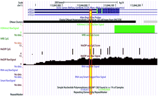 Graphical abstract: Methylation of a HTR3A promoter variant alters the binding of transcription factor CTCF