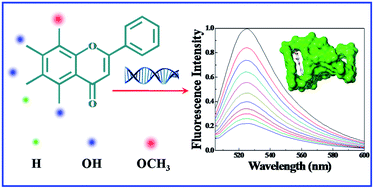 Graphical abstract: Interaction of flavones with DNA in vitro: structure–activity relationships