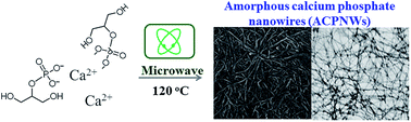 Graphical abstract: Amorphous calcium phosphate nanowires prepared using beta-glycerophosphate disodium salt as an organic phosphate source by a microwave-assisted hydrothermal method and adsorption of heavy metals in water treatment