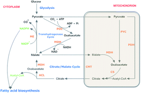 Graphical abstract: Characterization of malic enzyme and the regulation of its activity and metabolic engineering on lipid production