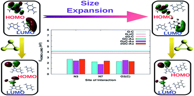 Graphical abstract: Binding to gold nanoclusters alters the hydrogen bonding interactions and electronic properties of canonical and size-expanded DNA base pairs