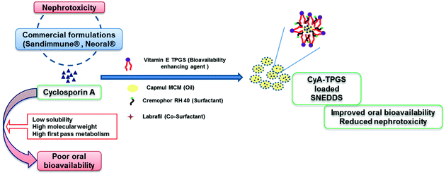 Graphical abstract: Cyclosporine A loaded self-nanoemulsifying drug delivery system (SNEDDS): implication of a functional excipient based co-encapsulation strategy on oral bioavailability and nephrotoxicity