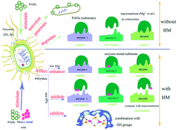 Graphical abstract: Effect of Pb(ii) on phenanthrene degradation by new isolated Bacillus sp. P1