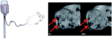 Graphical abstract: MR imaging and targeting of human breast cancer cells with folate decorated nanoparticles