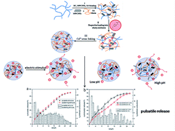 Graphical abstract: Dual stimulus responsive drug release under the interaction of pH value and pulsatile electric field for a bacterial cellulose/sodium alginate/multi-walled carbon nanotube hybrid hydrogel