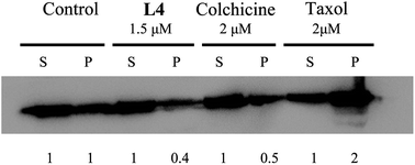 Graphical abstract: Synthesis of novel aryl dithian valeryl podophyllotoxin ester derivatives as potential antitubulin agents