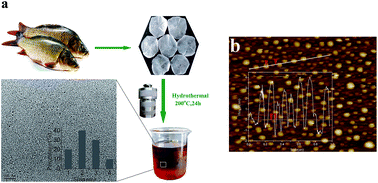 Graphical abstract: Generation of nitrogen-doped photoluminescent carbonaceous nanodots via the hydrothermal treatment of fish scales for the detection of hypochlorite