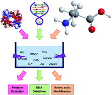 Graphical abstract: Effect of nanosecond-pulsed plasma on the structural modification of biomolecules