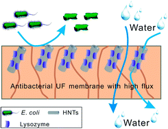 Graphical abstract: Development of a novel polyethersulfone ultrafiltration membrane with antibacterial activity and high flux containing halloysite nanotubes loaded with lysozyme