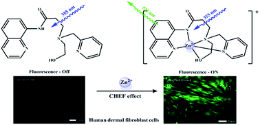 Graphical abstract: A highly selective CHEF-type chemosensor for monitoring Zn2+ in aqueous solution and living cells