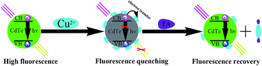 Graphical abstract: A novel and sensitive turn-on fluorescent biosensor for the determination of thioctic acid based on Cu2+-modulated N-acetyl-l-cysteine capped CdTe quantum dots