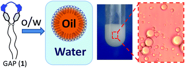 Graphical abstract: Highly stable oil-in-water emulsions with a gemini amphiphilic pseudopeptide