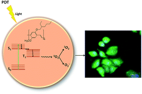 Graphical abstract: Conducting polymer nanoparticles for targeted cancer therapy