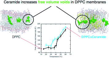 Graphical abstract: Ceramide increases free volume voids in DPPC membranes