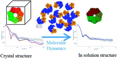 Graphical abstract: Quaternary structures of GroEL and naïve-Hsp60 chaperonins in solution: a combined SAXS-MD study