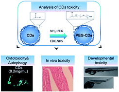 Graphical abstract: In vitro and in vivo toxicology of bare and PEGylated fluorescent carbonaceous nanodots in mice and zebrafish: the potential relationship with autophagy