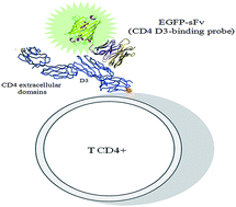 Graphical abstract: CD4 D3-binding probe: a novel fluorescence tool for detection and enumeration of CD4+ cells