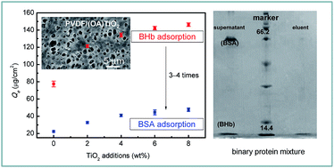 Graphical abstract: Fabrication of PVDF membranes entrapped with oleic acid modified TiO2 and selective adsorption toward bovine hemoglobin