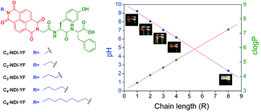 Graphical abstract: Remarkable influence of alkyl chain lengths on supramolecular hydrogelation of naphthalene diimide-capped dipeptides