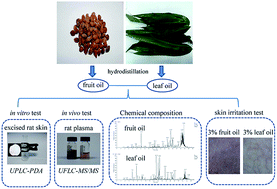 Graphical abstract: Enhancement effect of essential oils from the fruits and leaves of Alpinia oxyphylla on skin permeation and deposition of indomethacin