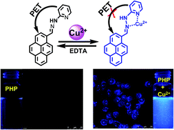 Graphical abstract: A turn-on fluorescent pyrene-based chemosensor for Cu(ii) with live cell application