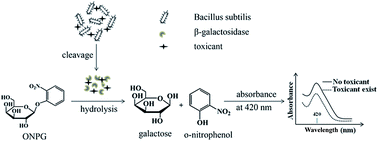 Graphical abstract: Bacillus subtilis-based colorimetric bioassay for acute biotoxicity assessment of heavy metal ions