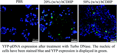 Graphical abstract: Enhanced enzymatic degradation resistance of plasmid DNA in ionic liquids