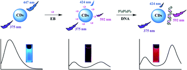 Graphical abstract: A ratiometric nanosensor based on fluorescent carbon dots for label-free and highly selective recognition of DNA