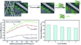 Graphical abstract: Electrospinning of a PMA-co-PAA/FP biopolymer nanofiber: enhanced capability for immobilized horseradish peroxidase and its consequence for p-nitrophenol disposal