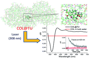 Graphical abstract: Drug–tubulin interactions interrogated by transient absorption spectroscopy