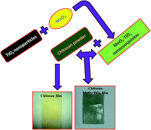 Graphical abstract: Novel hybrid chitosan blended MoO3–TiO2 nanocomposite film: evaluation of its solar light photocatalytic and antibacterial activities