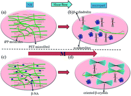 Graphical abstract: Unusual hierarchical structures of micro-injection molded isotactic polypropylene in presence of an in situ microfibrillar network and a β-nucleating agent