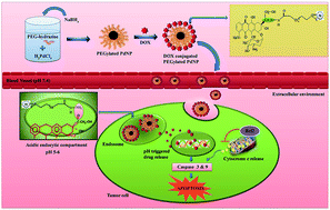 Graphical abstract: Fabrication of a pH responsive DOX conjugated PEGylated palladium nanoparticle mediated drug delivery system: an in vitro and in vivo evaluation