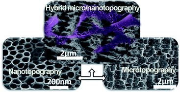 Graphical abstract: Synergistic effects of hierarchical hybrid micro/nanostructures on the biological properties of titanium orthopaedic implants