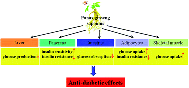 Graphical abstract: A review on the medicinal potential of Panax ginseng saponins in diabetes mellitus