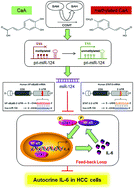 Graphical abstract: Caffeic acid attenuates the autocrine IL-6 in hepatocellular carcinoma via the epigenetic silencing of the NF-κB-IL-6-STAT-3 feedback loop
