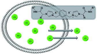 Graphical abstract: Bis(imidazolium) salts derived from amino acids as receptors and transport agents for chloride anions