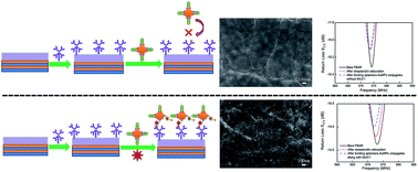 Graphical abstract: A biosensor based on a film bulk acoustic resonator and biotin–avidin system for the detection of the epithelial tumor marker mucin 1