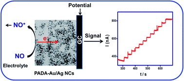 Graphical abstract: Polyelectrolyte stabilized bi-metallic Au/Ag nanoclusters modified electrode for nitric oxide detection