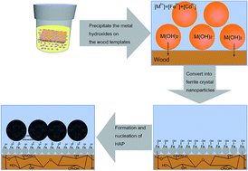 Graphical abstract: Hydrothermal synthesis of magnetic wood composites and improved wood properties by precipitation with CoFe2O4/hydroxyapatite