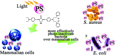 Graphical abstract: Cationic benzylidene cyclopentanone photosensitizers for selective photodynamic inactivation of bacteria over mammalian cells