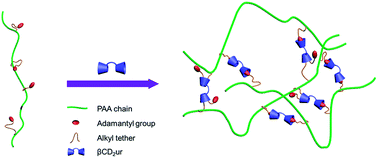 Graphical abstract: Bridged-cyclodextrin supramolecular hydrogels: host–guest interaction between a cyclodextrin dimer and adamantyl substituted poly(acrylate)s