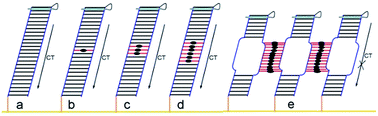 Graphical abstract: An electrochemical study based on thymine–Hg–thymine DNA base pair mediated charge transfer processes