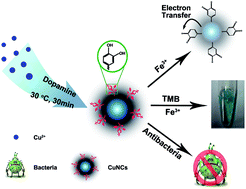 Graphical abstract: Dopamine derived copper nanocrystals used as an efficient sensing, catalysis and antibacterial agent