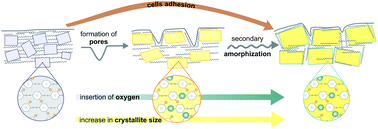 Graphical abstract: Development of crystalline–amorphous parylene C structure in micro- and nano-range towards enhanced biocompatibility: the importance of oxygen plasma treatment time