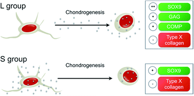 Graphical abstract: In vitro 30 nm silver nanoparticles promote chondrogenesis of human mesenchymal stem cells