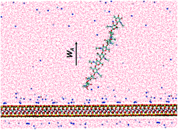 Graphical abstract: Molecular mechanisms for the adhesion of chitin and chitosan to montmorillonite clay