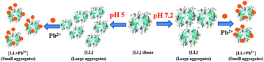 Graphical abstract: Pb2+ binding to lentil lectin and its influence on the protein aggregation