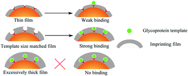 Graphical abstract: Template size matched film thickness for effectively in situ surface imprinting: a model study of glycoprotein imprints